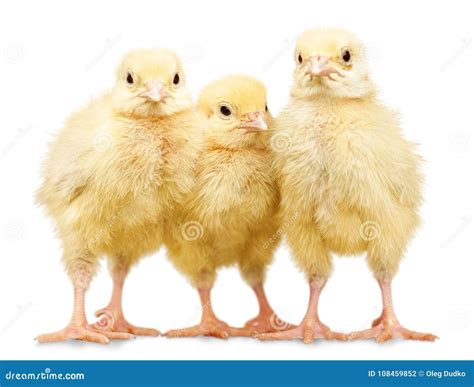Three Small Chickens Isolated On White Background Stock Photo Image