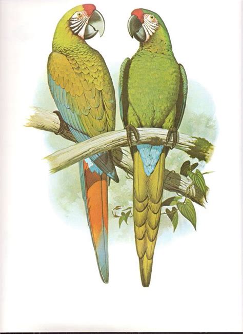 Vintage Parrot Print Macaw Parrot Etsy Vintage Parrot Macaw Parrot