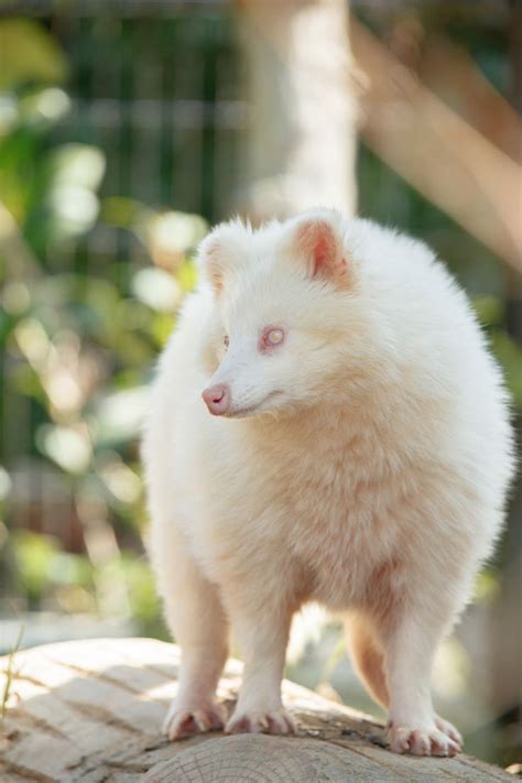 Albino Raccoon Dog Rare Albino Animals Albino Animals Animals Beautiful