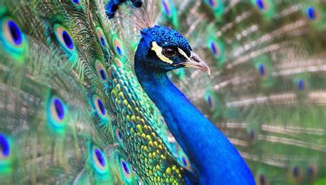 What Are The Colors In A Peacocks Feathers Peacock Peacock Photos