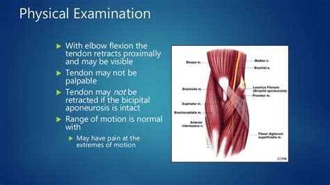 Distal Biceps Tendon Ruptures Elbow Tendinopathies South Windsor
