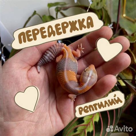 Ответственная передержка рептилий змей эублефаров в Москве | Услуги | Авито