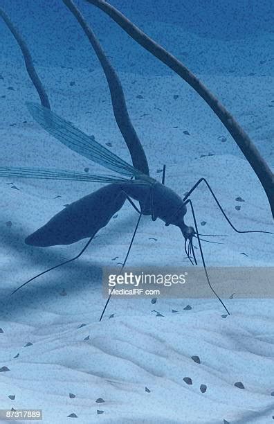 Mosquito Proboscis Photos And Premium High Res Pictures Getty Images