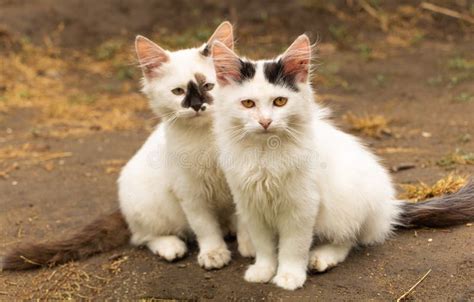 Young White Cats Portrait Beautiful Kitten Siblings Stock Photo Image
