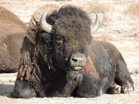Bison Of Rocky Mountain Arsenal National Wildlife Refuge Buffalo