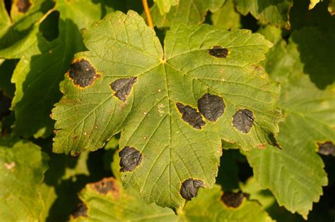 Maple Tree Black Bark Disease Captions Ideas