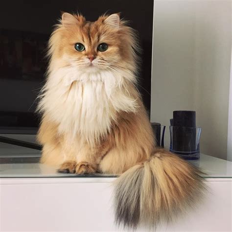 8 of the world's fluffiest animals you just have to see right now! This Magnificently Fluffy Cat Looks Part Fox - Love Meow