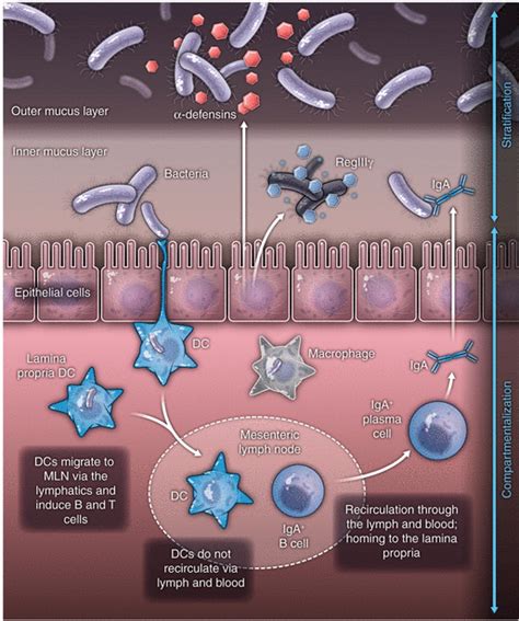 Interactions Between The Microbiota And The Immune System Science