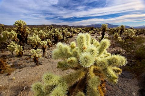 Jeden tag werden tausende neue, hochwertige bilder hinzugefügt. Cholla Cactus Garden, Joshua Tree National Park, CA (met ...