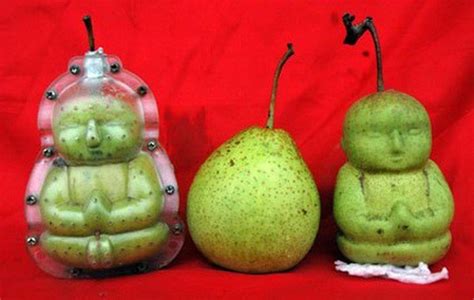 a farmer in china is growing his pears in the shape of little buddhas