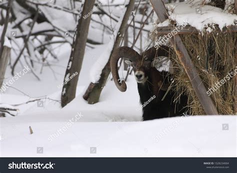 Male Mouflon Ovis Orientalis Winter Scene Stock Photo Edit Now 1528234004