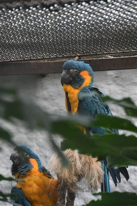 Blue Throated Macaws Zoo Lourosa Zoochat