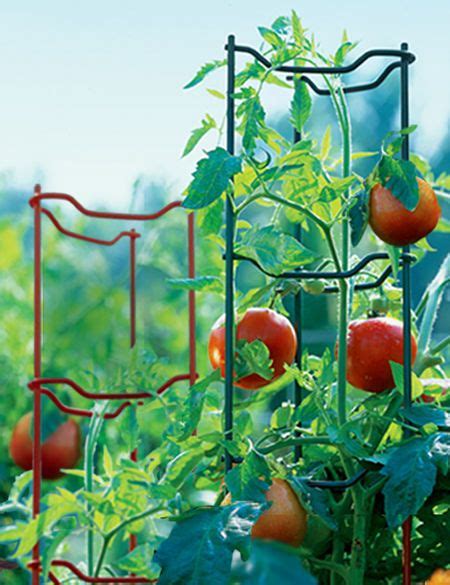 Stacking Tomato Ladders Set Of 6 Growing Tomatoes From Seed Growing
