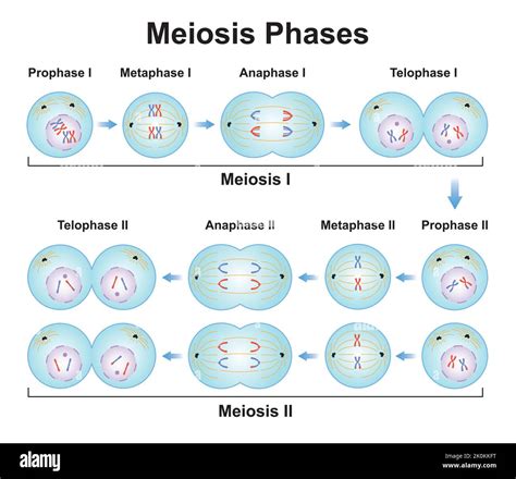 Scientific Designing Of Meiosis Phases Germ Cell Division Process