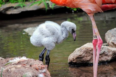 Flamingo, (order phoenicopteriformes), any of six species of tall, pink wading birds with thick downturned bills. Baby flamingo born at Philadelphia Zoo; first to hatch in ...