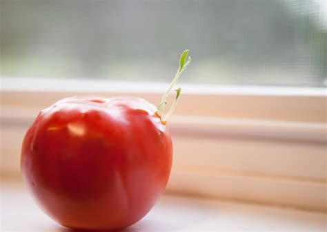 Tomatoes Sprouting From A Tomato : gardening