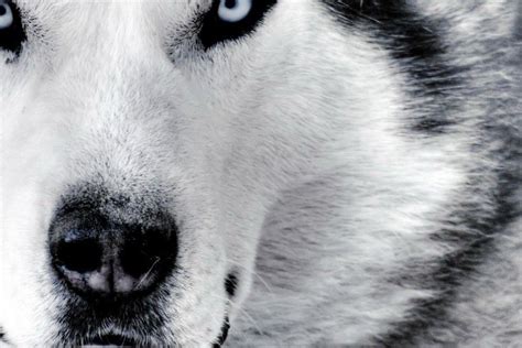 Arctic Wolf Wallpaper ·① Wallpapertag