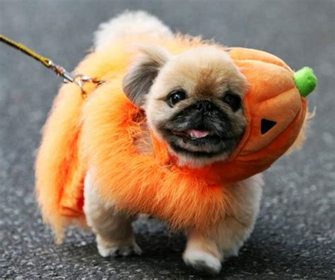Funny Dog Costume Ideas For Halloween 2014