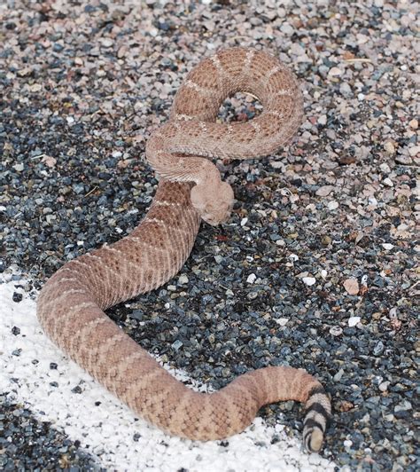 Western Diamondback Rattlesnake A Guide To Snakes Of Southeast Texas