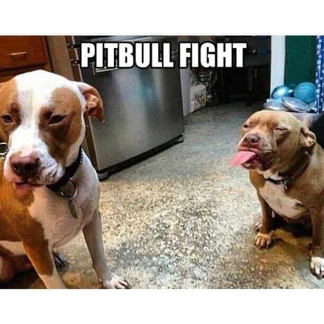 The Funniest Pitbull Memes