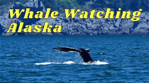 Whale Watching Alaska Best Time And Place To See Whales In Alaska