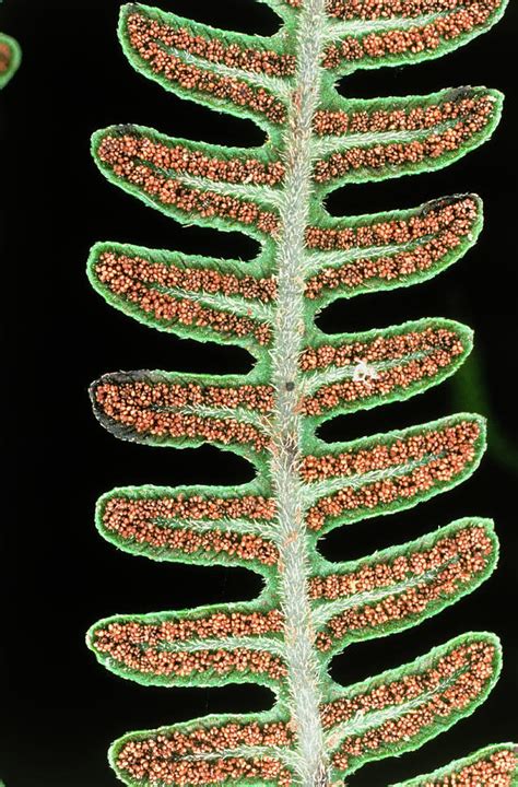 Underside Of A Fern Leaf Showing Sori Photograph By Dr Morley Read