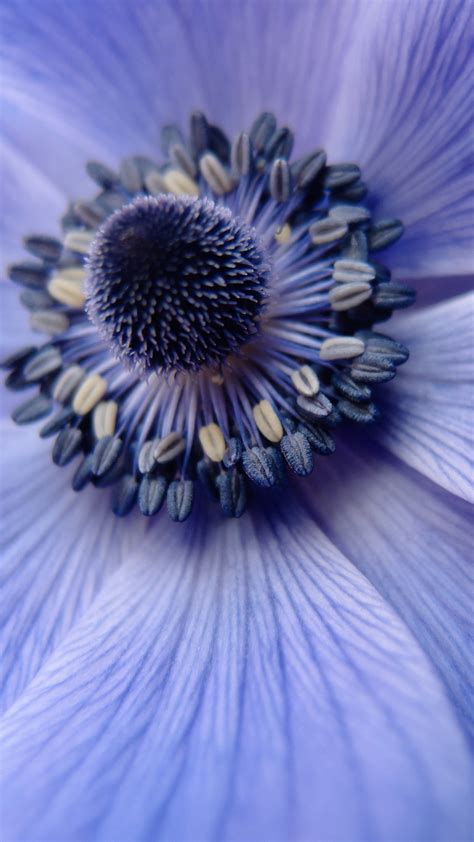 Learn how content leaders from ceros, bizzabo, and cincopa are shifting. Flower Purple Zoom Focus Nature Android wallpaper ...