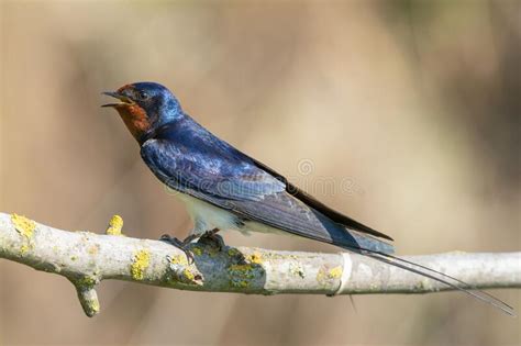 Barn Swallow Hirundo Rustica A Bird Sits On A Branch Stock Image
