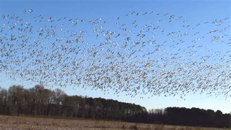 Snow Geese Flying Youtube