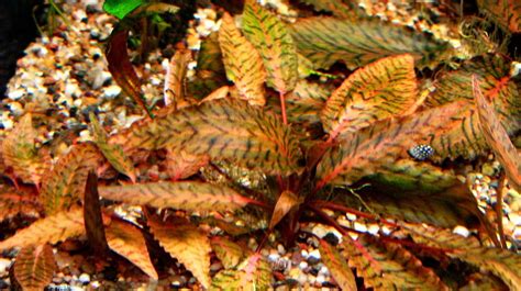 Sun pets & aquariums pte ltd. Cryptocoryne nurii "Pink Line" Telang Selatan | Plantas ...
