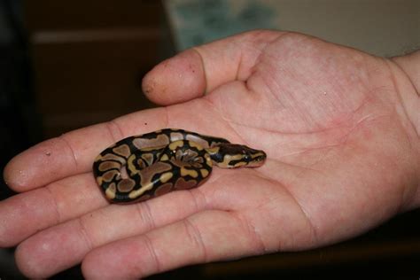 Tiny Ball Python Hatchling Weighing Just 13g Rsnakes
