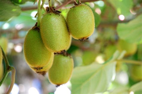 golden kiwifruit season in new zealand 2024 rove me
