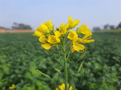 Mustard Flower In The Field Stock Photo Image Of Prairie Grass