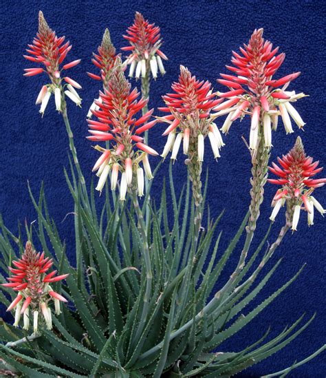 Aloe Safari Sunset Distributed By Concept Plants Created By De Wet