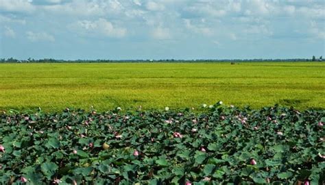 Đồng tháp is a province in the mekong delta and đồng tháp mười region of southern vietnam. Kinh nghiệm du lịch bụi, phượt Đồng Tháp Mười | Đi du lịch bụi