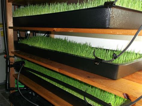 This system works great for sprouting microgreens and such for human eating, too. Barley Fodder Sprouting Trials continued: New Flood and ...