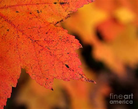 Orange Maple Leaf Photograph By Chris Hill