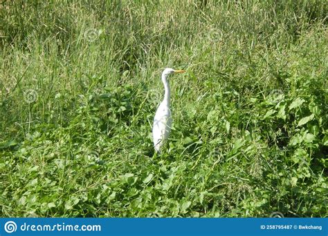 A Egretta Alba Ardea Alba At The Grass In The Upper Stream Of Shing Mun