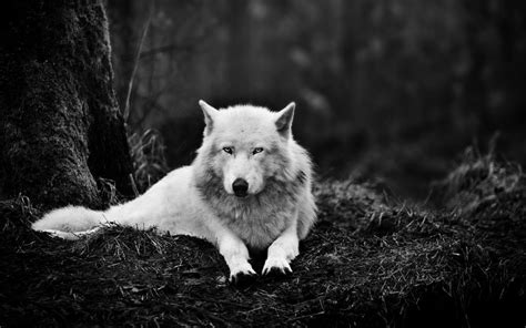10 Most Popular Black And White Wolf Wallpaper Full Hd 1080p For Pc