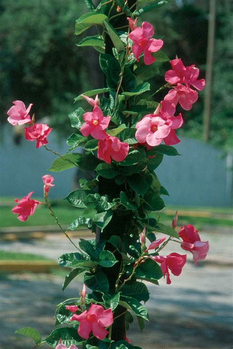 Top tropicals is the world's leading authority on tropical plants: High Octane Vines | State-by-State Gardening Web Articles