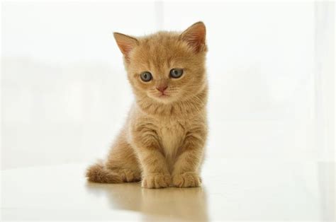 Cute British Kitten Cat Animal Wallpaper Adorabili Gattini