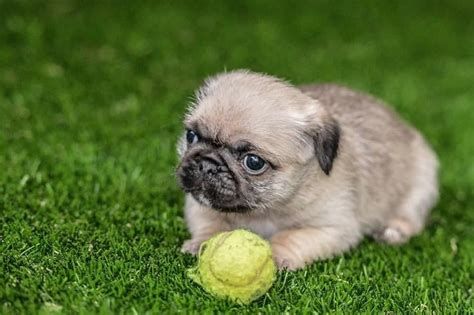 Ultra realistic artificial grass for your lawn and landscaping, highly durable dog turf for your furry friends, cushioned kid safe playground turf or a putting green that plays like a pga tour green. Why we install the best artificial turf for dogs | Top Dog ...