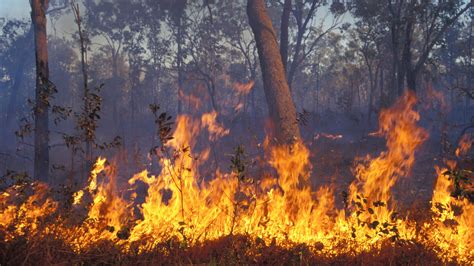 Opinion Want To Stop Australias Fires Listen To Aboriginal People