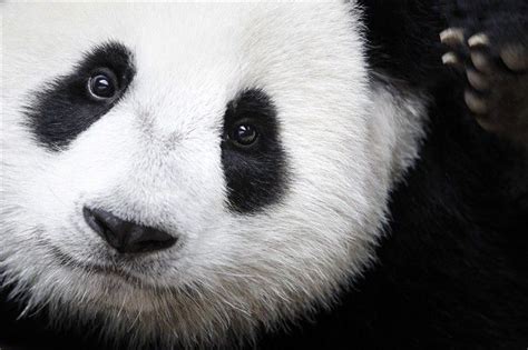 Giant Panda Is No Longer An Endangered Species To The Rescue Of