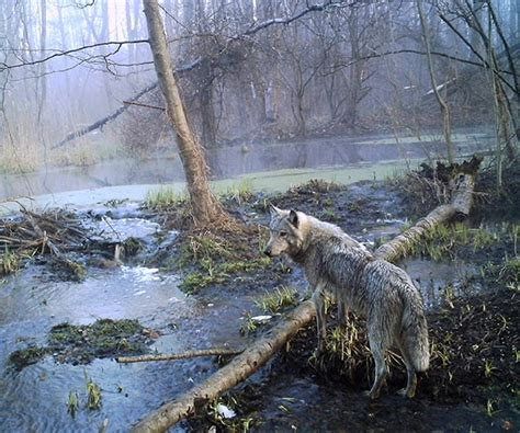 Chernobyl Wolves Are They Spreading Mutations As They Travel