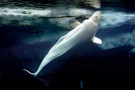 Beluga Whale Facts Diet And Habitat Information