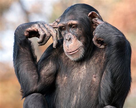 Funny Chimpanzee Pic Stock Photos Pictures And Royalty Free Images Istock
