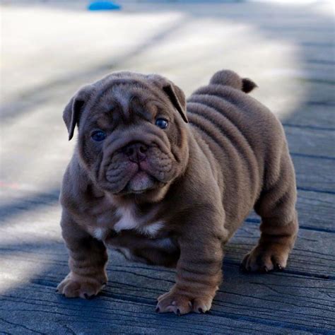 Check out our english bulldog selection for the very best in unique or custom, handmade pieces from our shops. Blue eyed English bulldog puppy. | English bulldog puppies ...