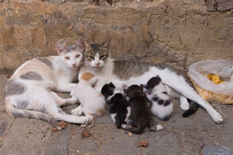 Feral Cat Behavior How To Identify And Help Feral Cats