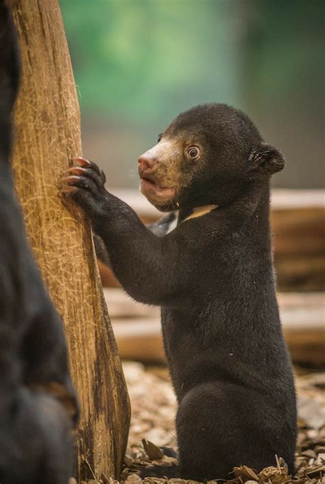 Baby Sun Bear Bear Newborn Animals Zoo Babies
